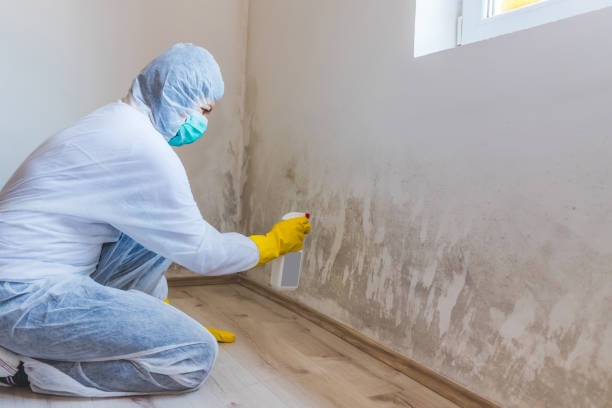 Licensed Mold Cleanup service in Nashville, NC - WQB Mold Removal