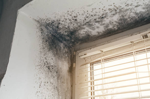 Affordable Mold Cleanup solutions in Nashville, NC